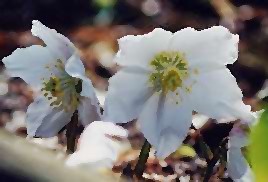 hellebo2